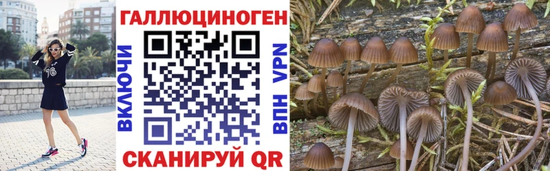Галлюциногенные грибы Psilocybine cubensis  Тетюши 
